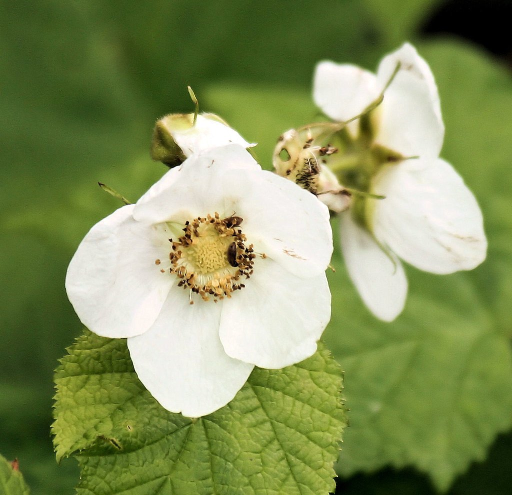 Hidden Falls waterfall