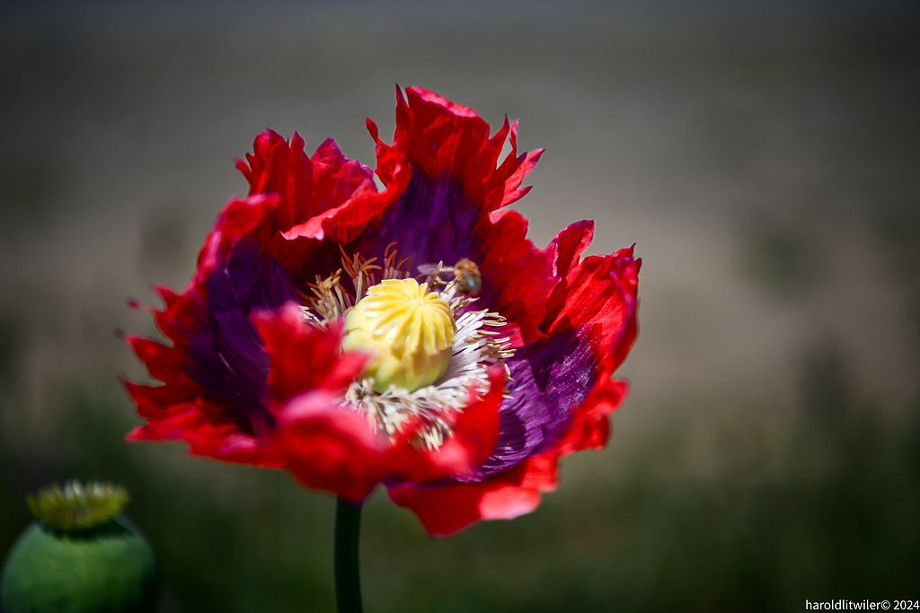 Hidden Heart Falls waterfall