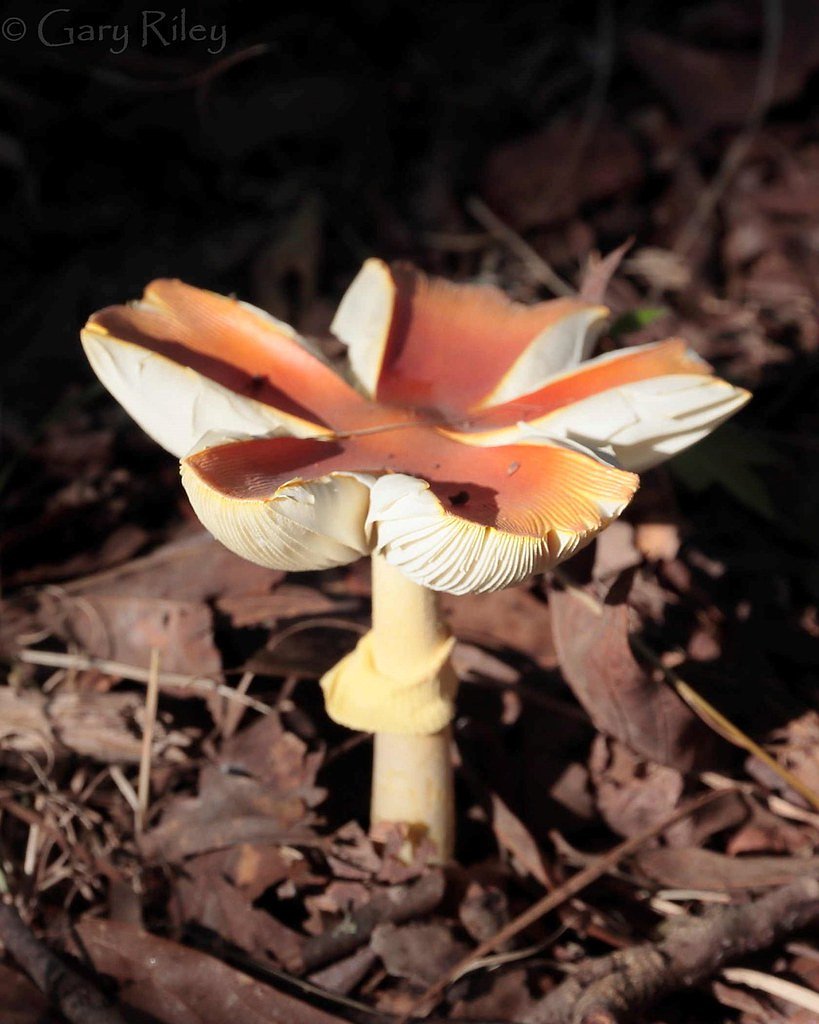 High Falls waterfall