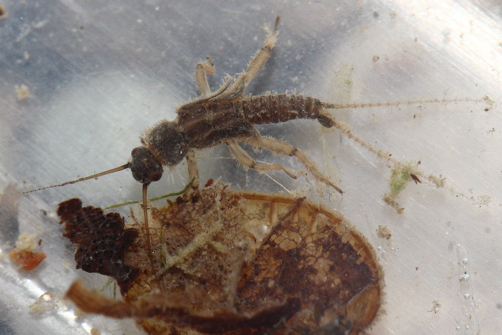 Hoffman Falls waterfall