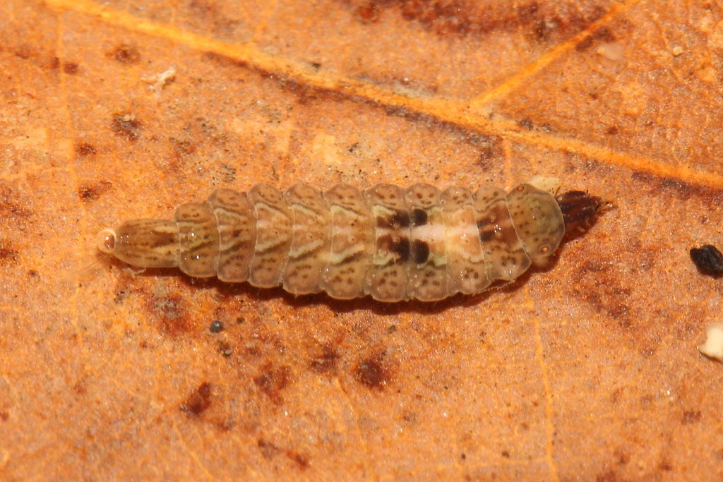 Hoffman Falls waterfall