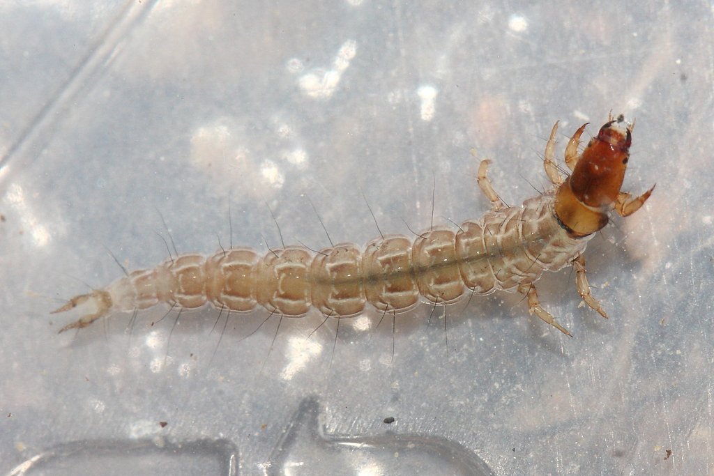 Hoffman Falls waterfall