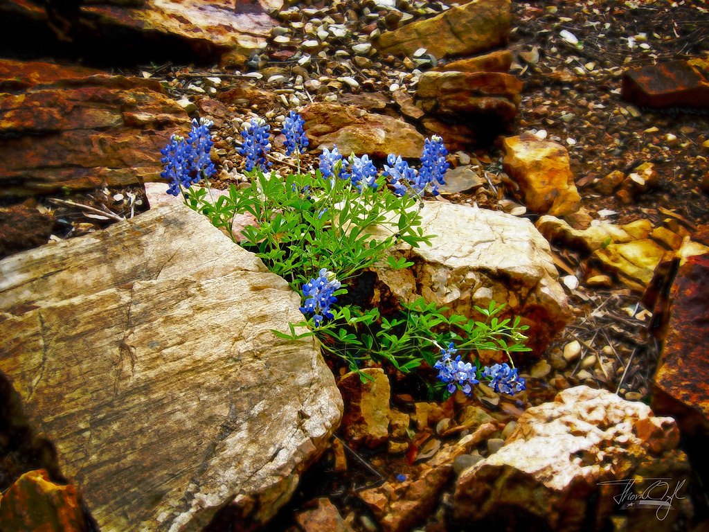 Horseshoe Falls waterfall