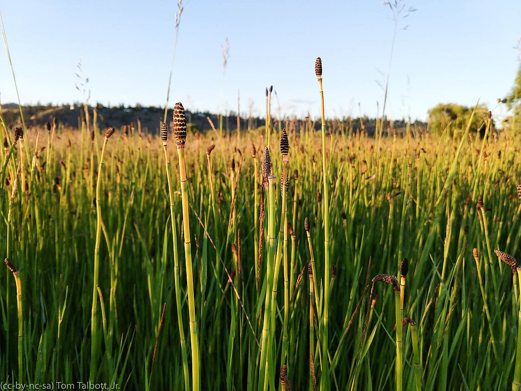 Horsetail Falls waterfall