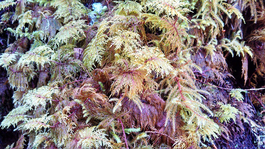 Ipsut Falls waterfall