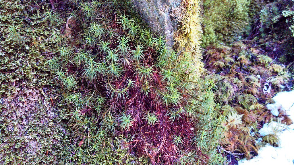 Ipsut Falls waterfall
