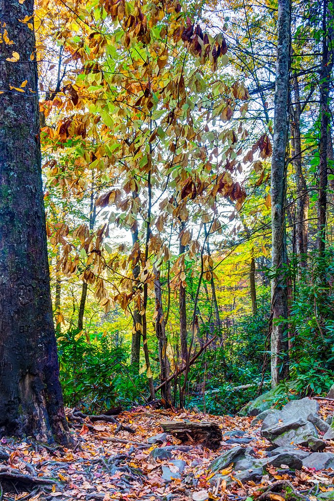Jenkins Falls waterfall