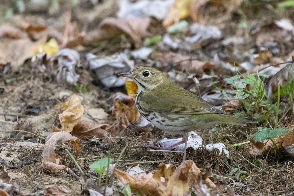 Kanawha Falls waterfall