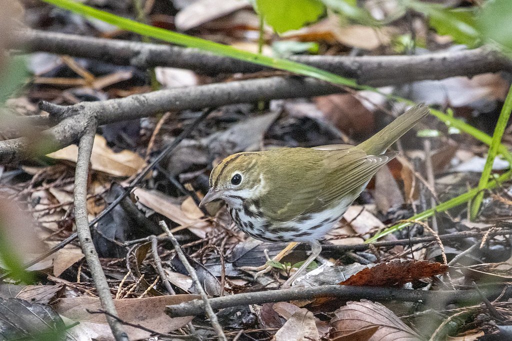 Kanawha Falls waterfall