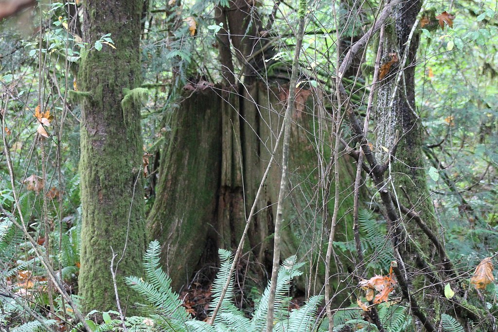 Kennedy Falls waterfall