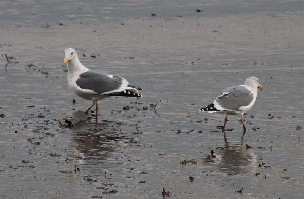 Kennedy Falls waterfall
