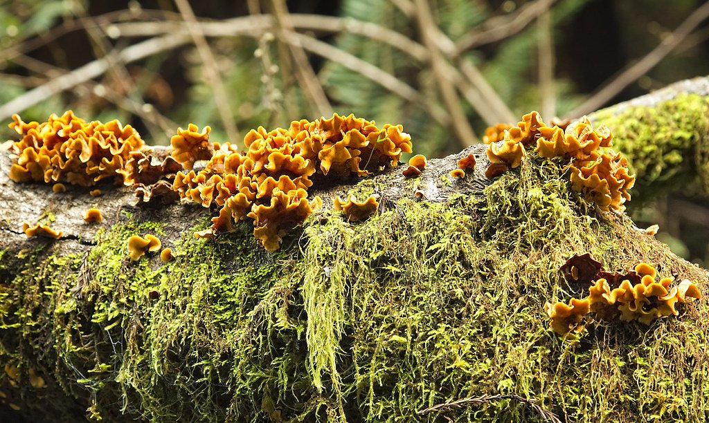 Kent Falls waterfall