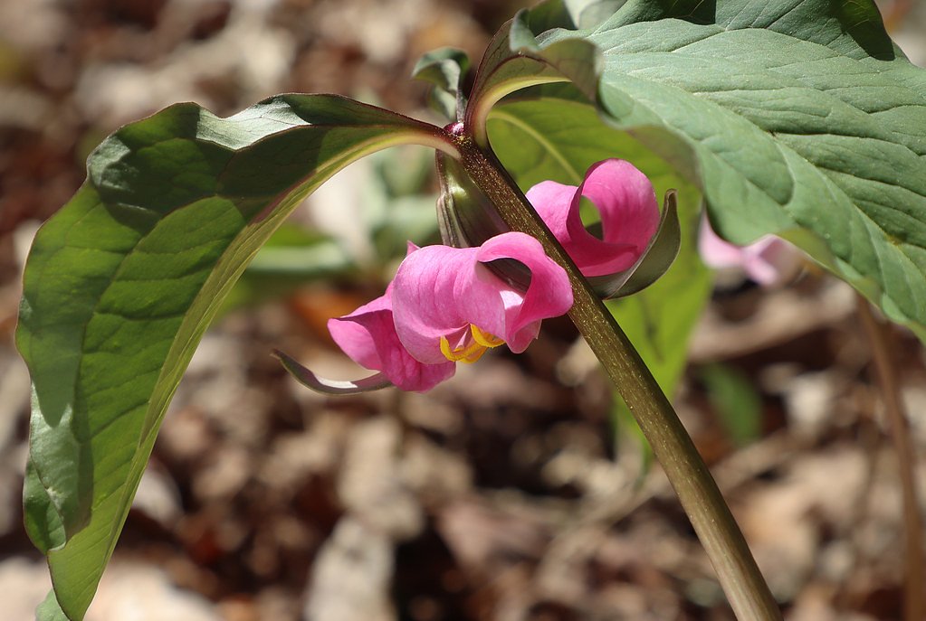Keown Falls waterfall