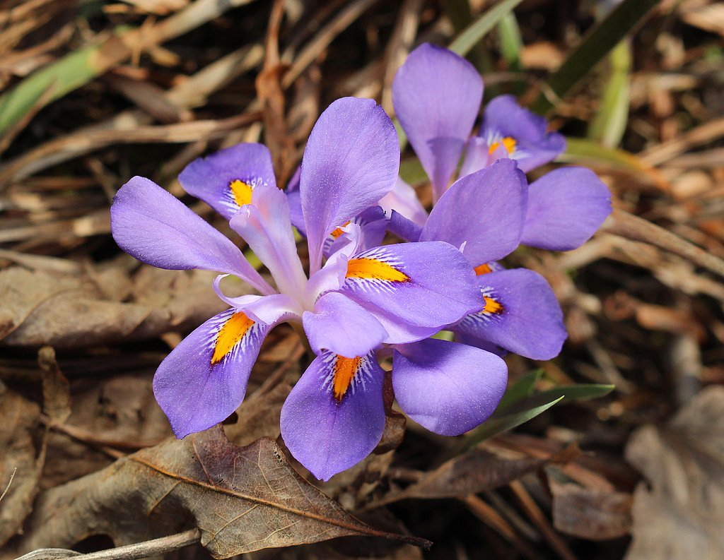 Keown Falls waterfall