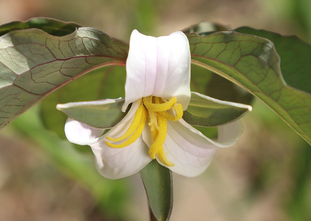 Keown Falls waterfall