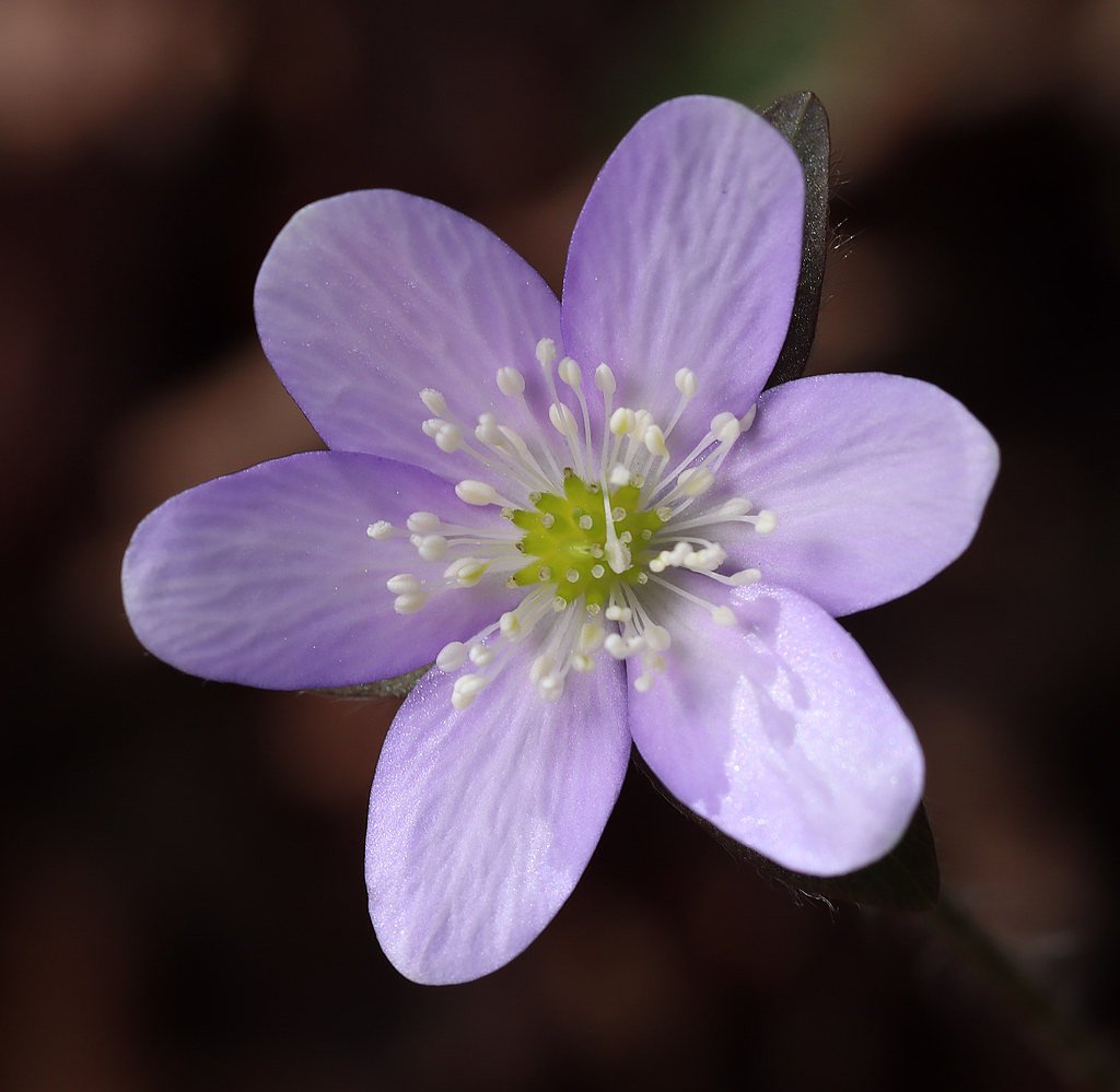 Keown Falls waterfall