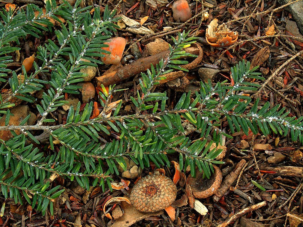 Kitchen Creek Falls waterfall