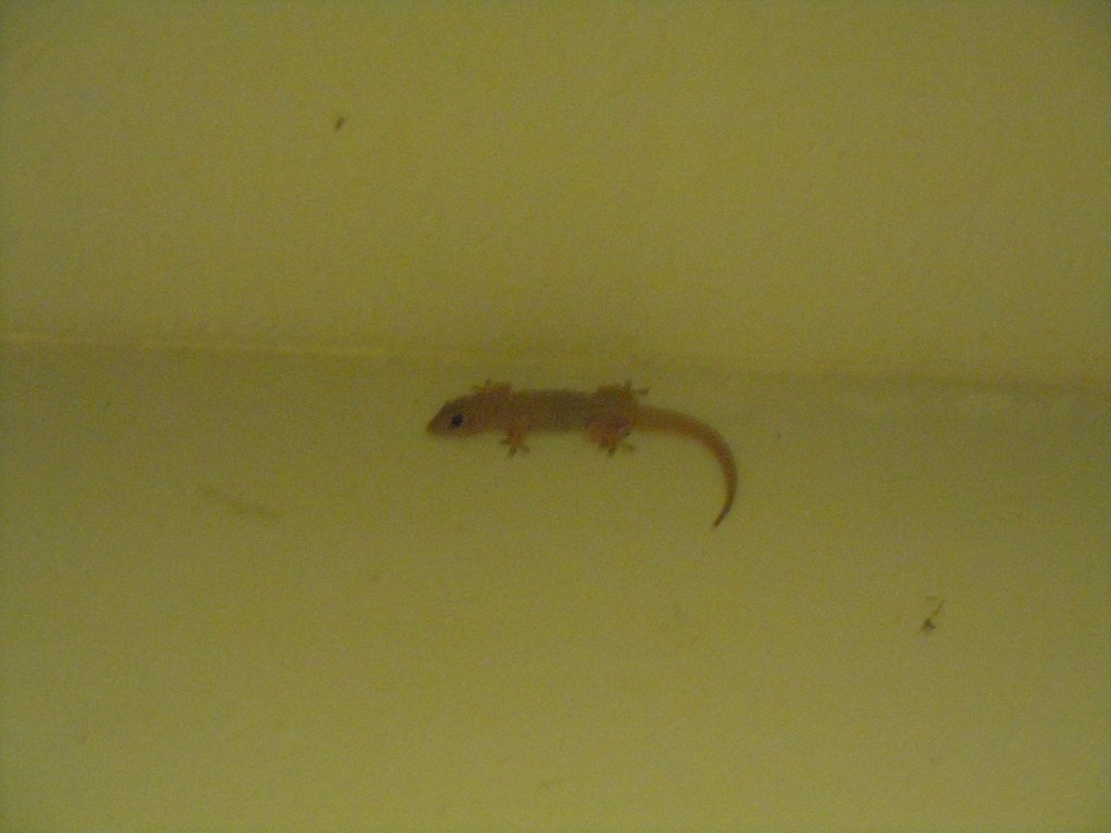 Kulaniapia Falls waterfall