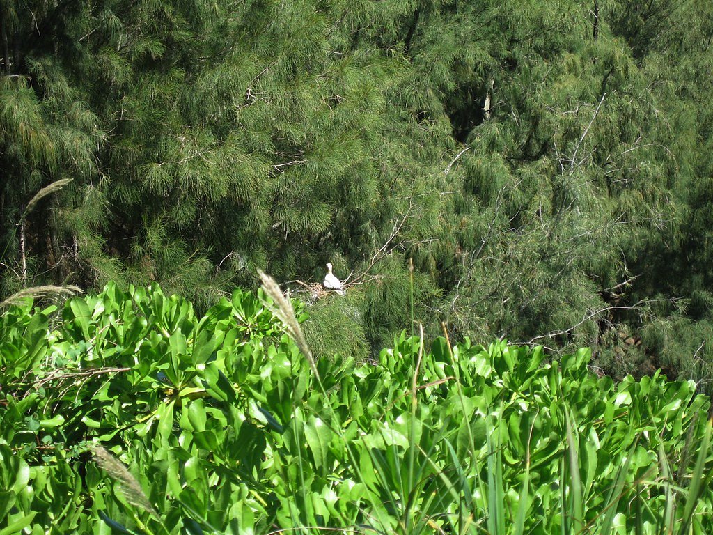 Kīlauea Falls waterfall
