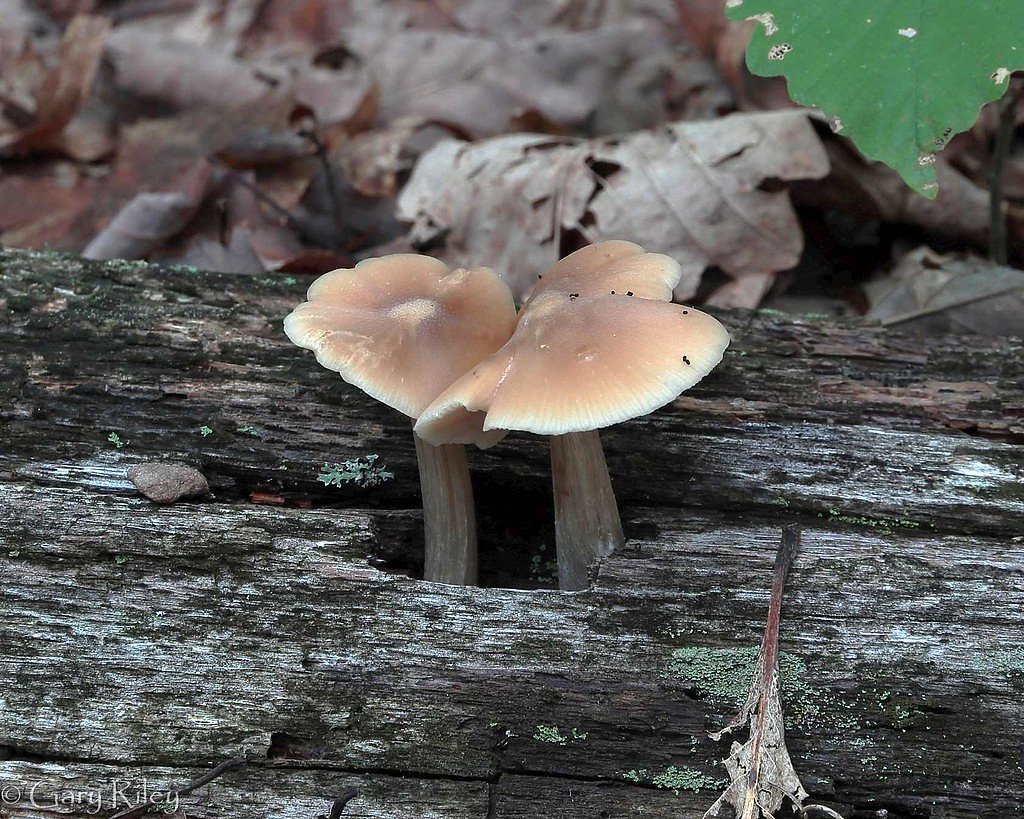 Laurel Falls waterfall