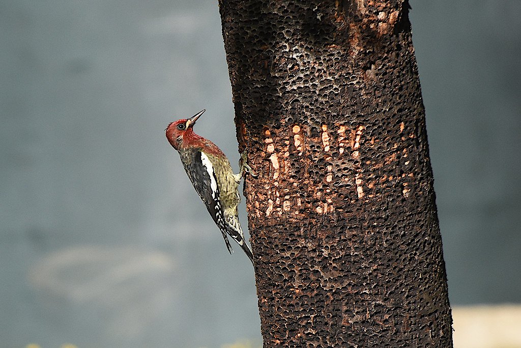 Laverne Falls waterfall
