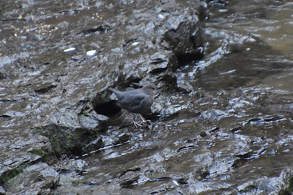 Laverne Falls waterfall
