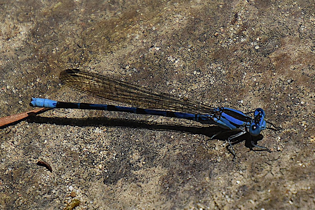 Laverne Falls waterfall