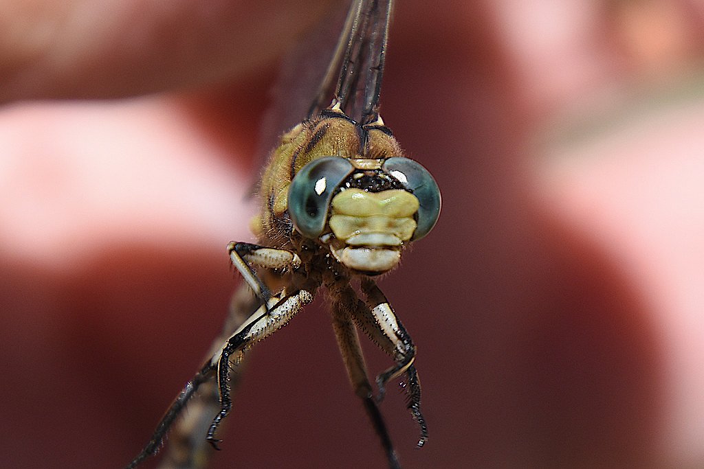Laverne Falls waterfall