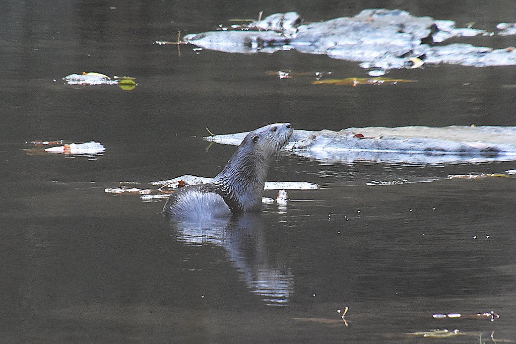 Laverne Falls waterfall