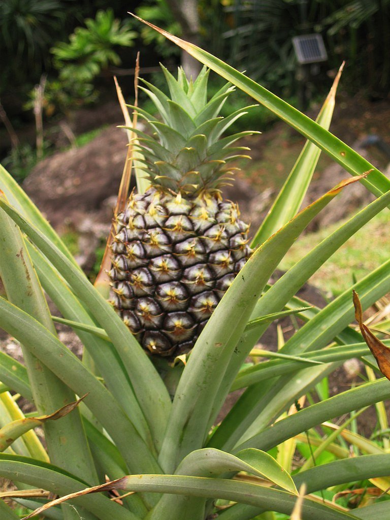 Limahuli Falls waterfall