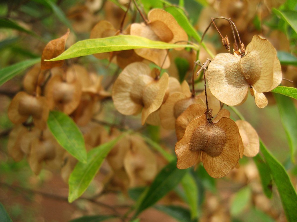 Limahuli Falls waterfall