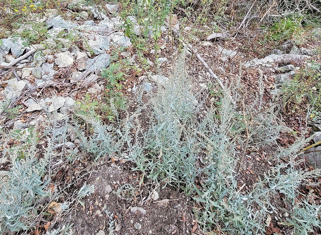 Lisa Falls waterfall