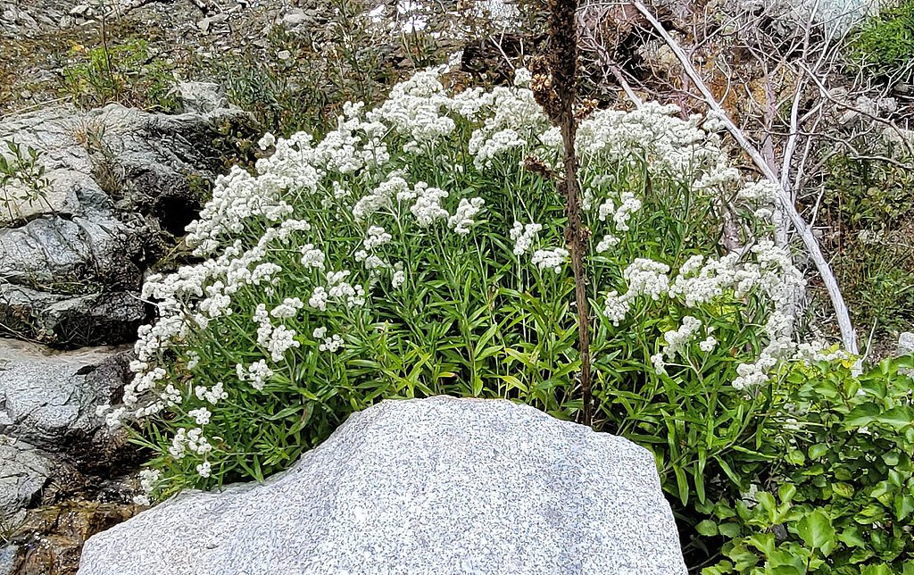 Lisa Falls waterfall