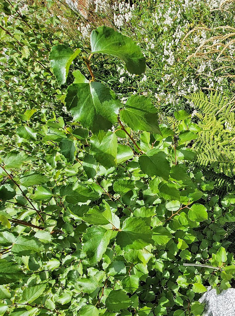 Lisa Falls waterfall