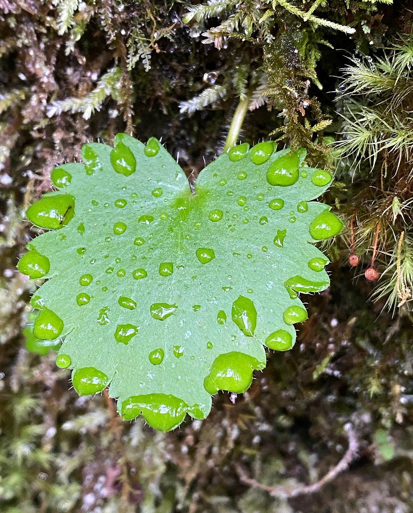 Little Falls waterfall