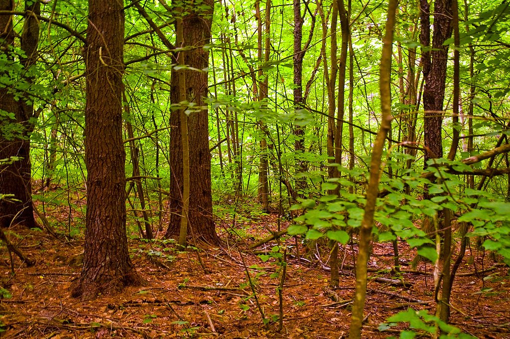 Little Falls waterfall