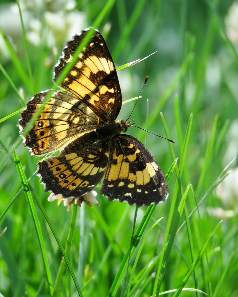 Little Falls waterfall