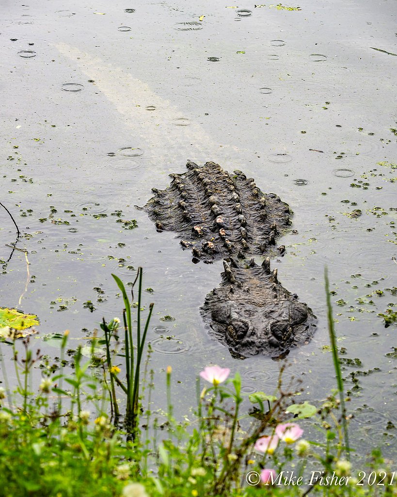 Little Falls waterfall