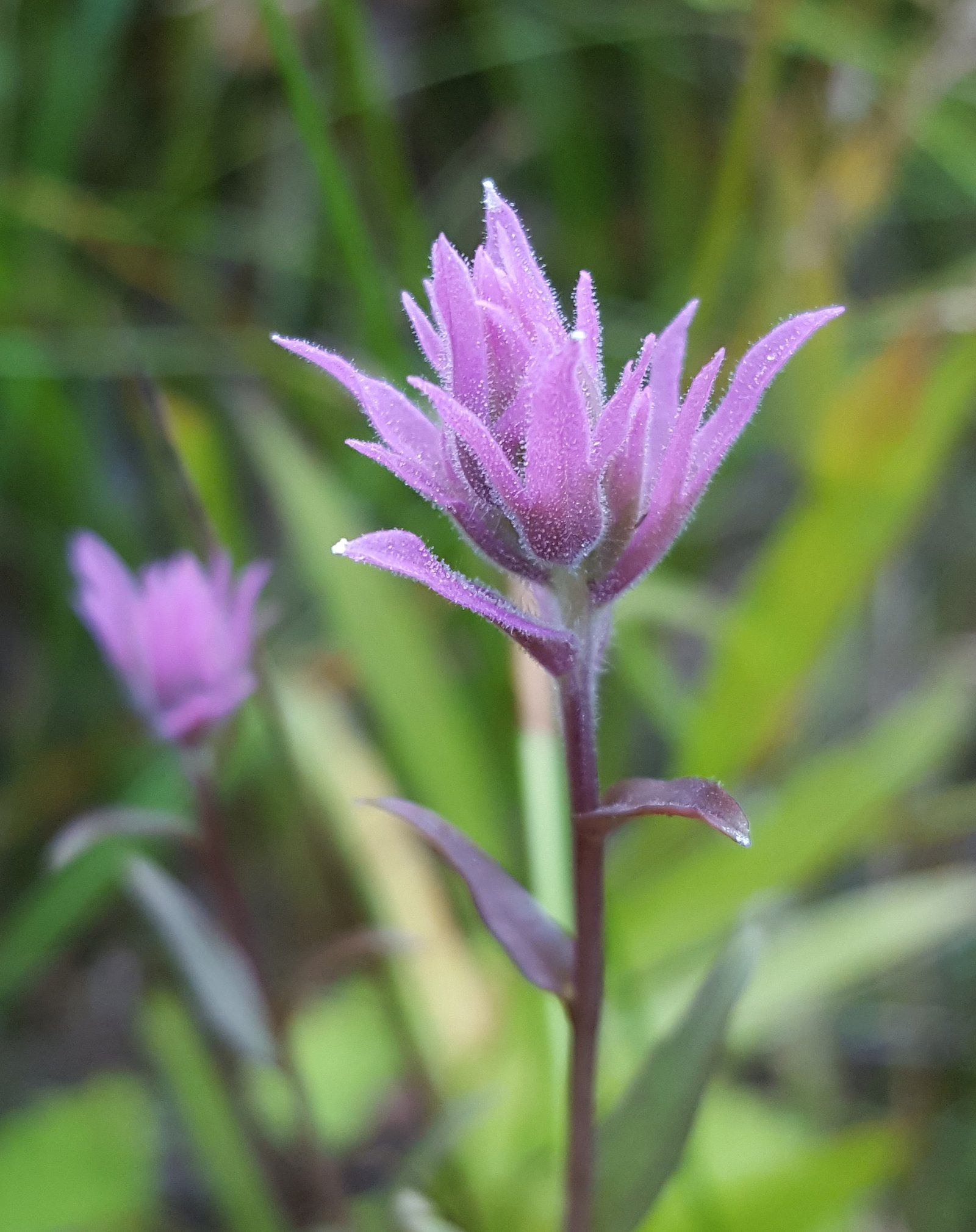 Little Illinois River Falls waterfall