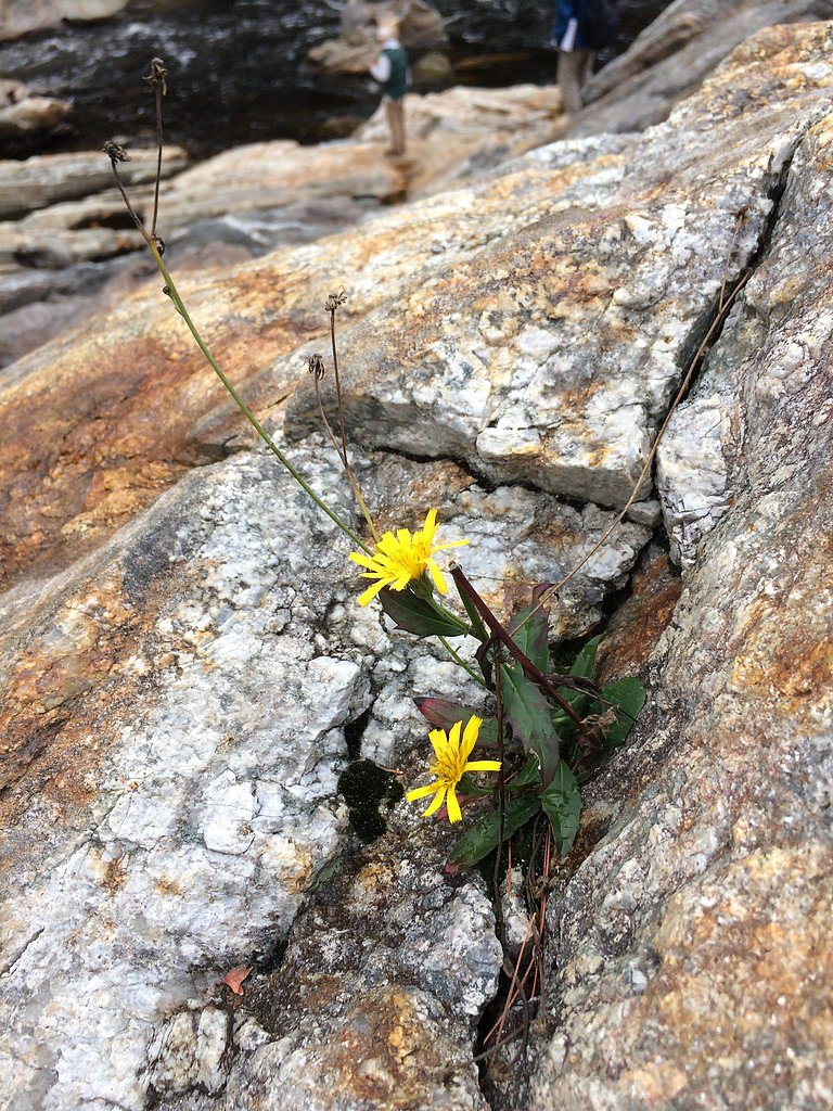 Livermore Falls waterfall