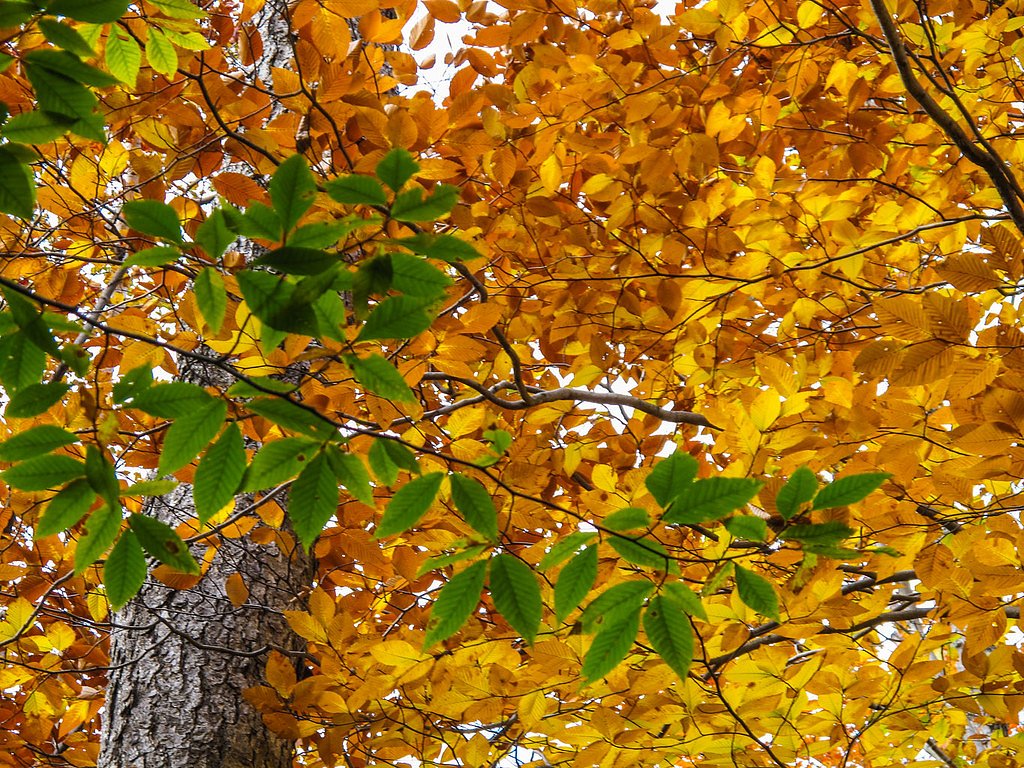 Livermore Falls waterfall