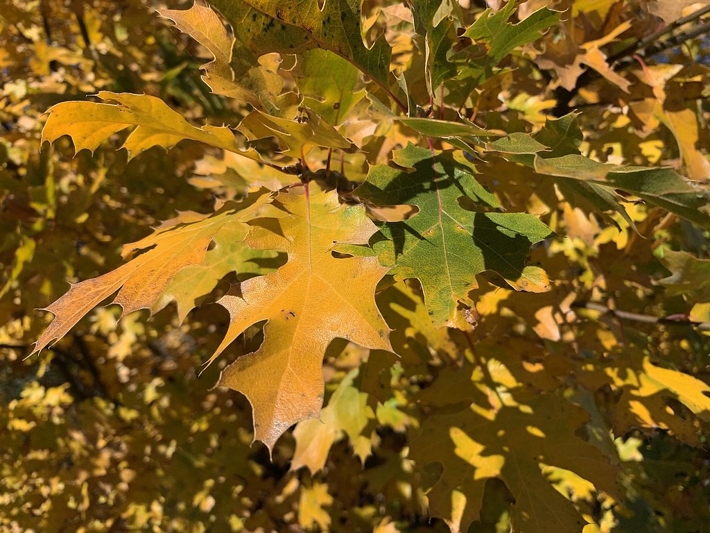 Lower Deer Creek Falls waterfall