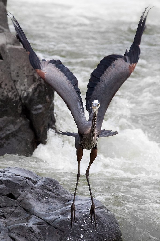 Lower Falls waterfall