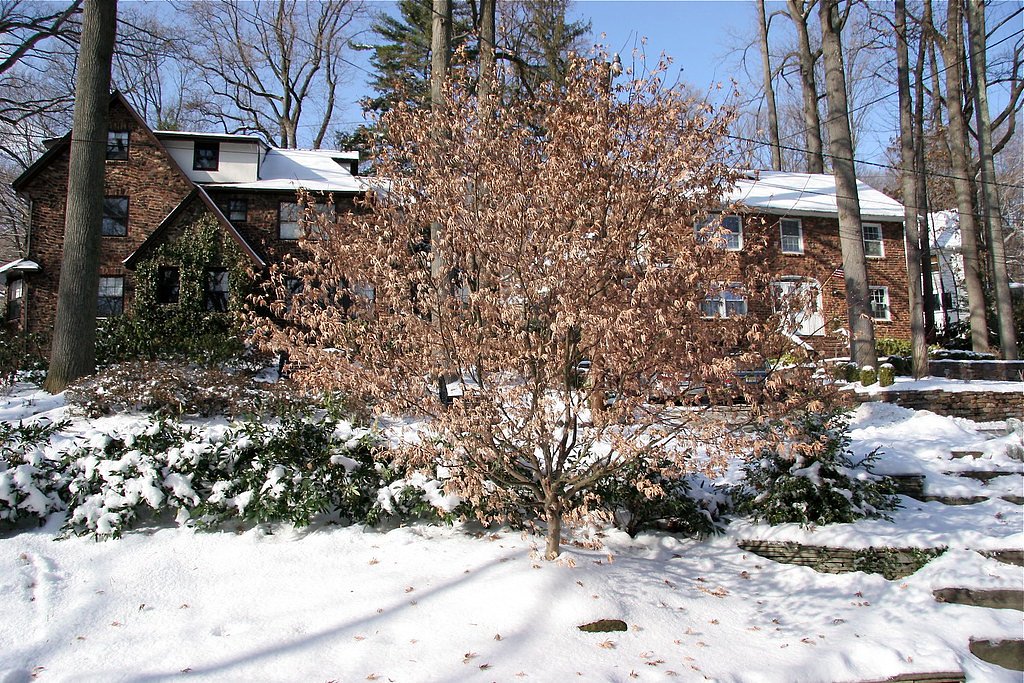 Maple Falls waterfall