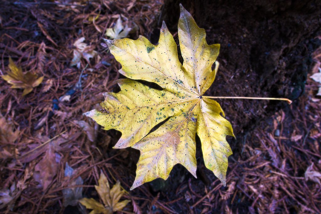 Maple Falls waterfall