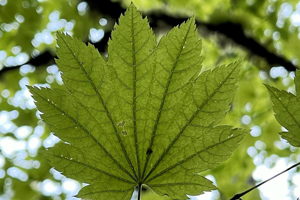 Maple Falls waterfall