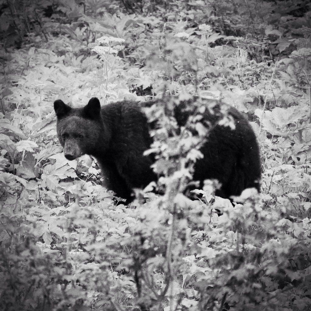 Maple Falls waterfall