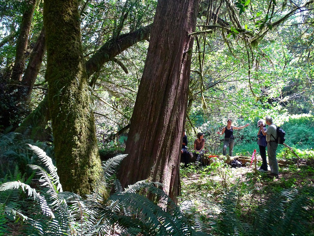 Middle Creek Falls waterfall
