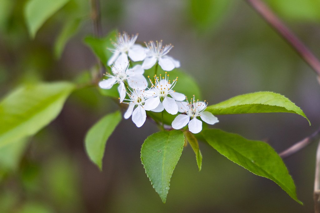 Middle Falls waterfall