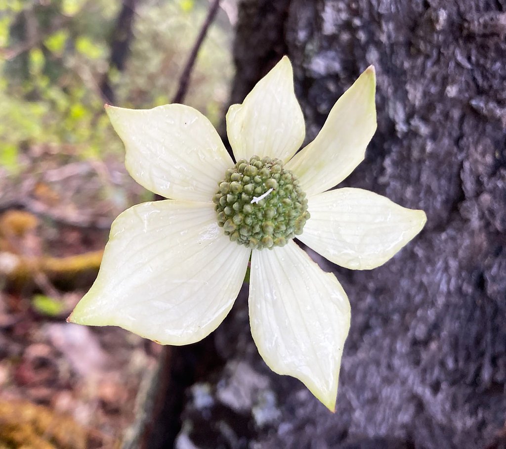 Mill Creek Falls waterfall